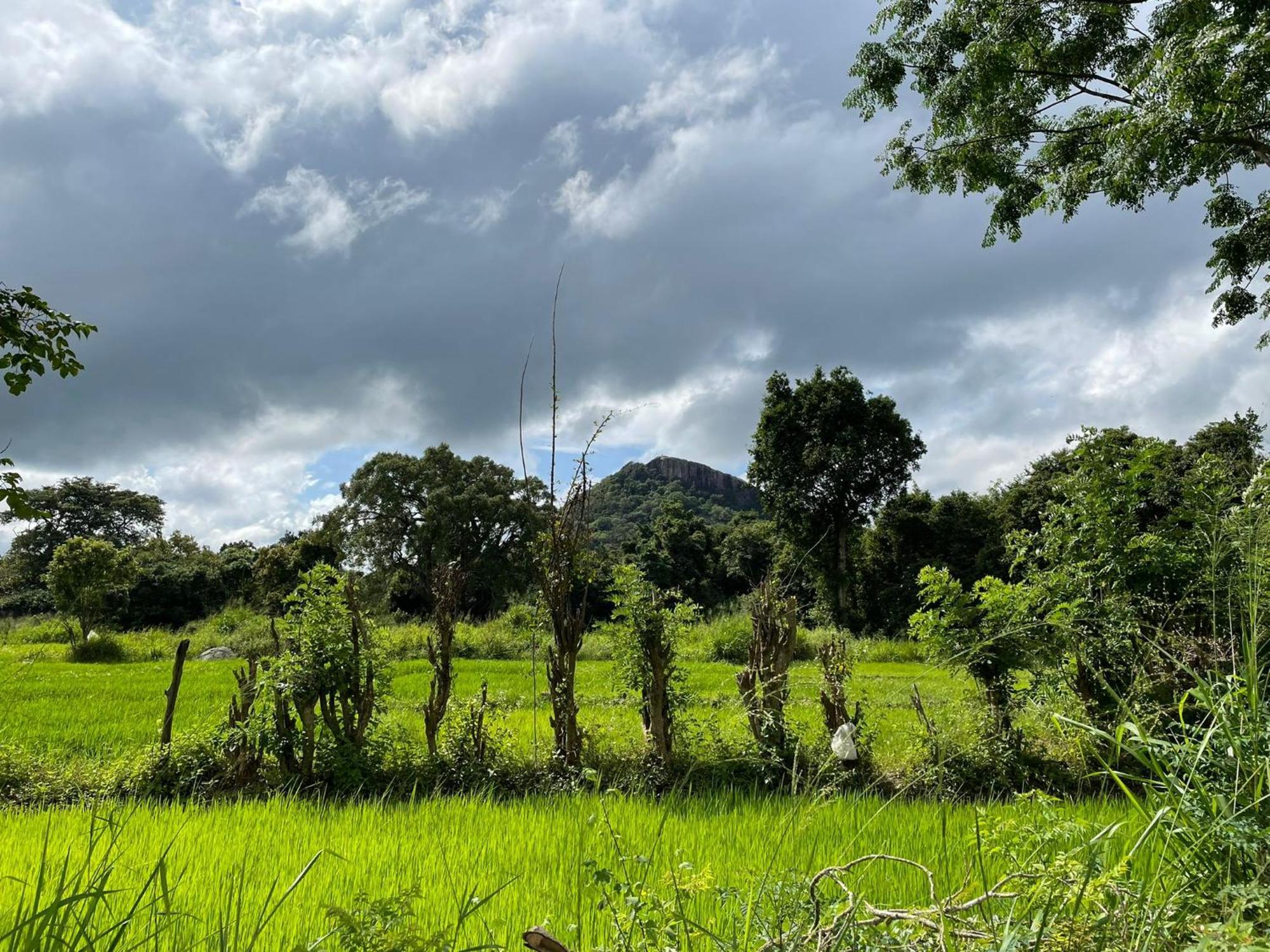 Thilina Homestay Sigiriya Cameră foto